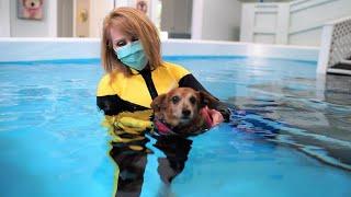 Fur Fix Aquatics Wellness Center for Dogs opens in Central Georgia