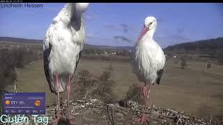 2025 02 23 Storchennest Lindheim, Wilma & Wilfried am Nest mit Gefiederpflege beschäftigt  11°C