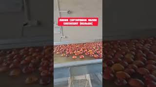 26.03.25Новости с производства линий сортировки яблок GreenSort  #яблоки #агротехнологии #сортировка