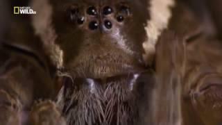 Удивительные Пауки (Каемчатый паук)