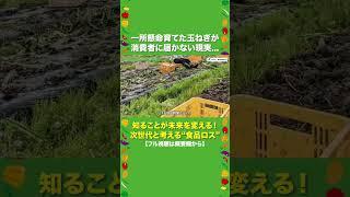 一所懸命育てた玉ねぎが消費者に届かない現実｜食品ロス【東京都環境公社】