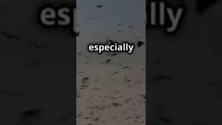 Some fun facts about bats! #bats #animals #viralvideo #wildlife