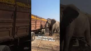 These wild elephants are too smart 