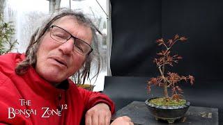 Repotting My Korean Maple, The Bonsai Zone, March 2025