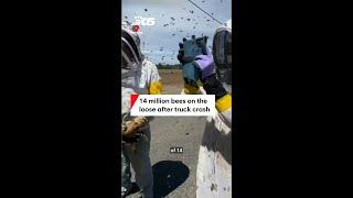 14 million bees on the loose after truck crash