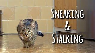 Sneaking & stalking cat