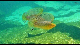  Mexique Cenote Azul la danse du Poecilia latipinna 