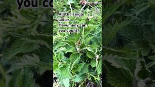 Nettles - LOVE or HATE?  #wildyourgarden