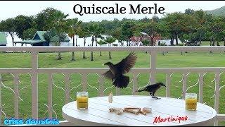 Oiseaux des Antilles ; Quiscale Merle ; caribbean bird ; Carib Grackle ; Martinique ; 972 ; France
