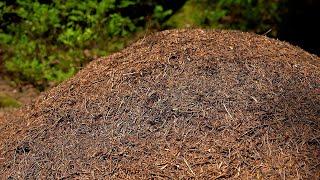 Big Anthill • Beautiful Video of Ants Crawling & Working in Colony • Relaxing Nature in Black Forest