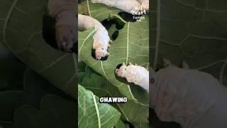 How Silkworms Make Silk