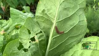 Organic Pest & Disease Management: Tropical Subsistence Gardening preview with Wade Bauer