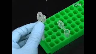 Isolation of Translating Ribosomes with Peptidyl-tRNAs for Functional and Structural Studies