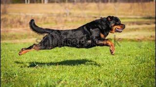 Rotweiler jump 