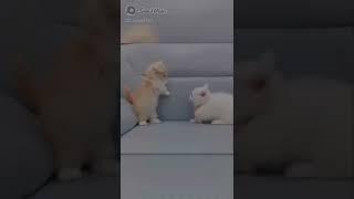 Wow Soo Cute Funny Animals Family Love Animals Don't Miss Funny Animals Videos 