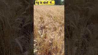 #gehu #kisan #youtube #viralshort
