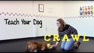 Teach your dog to SCOOTCH/CRAWL
