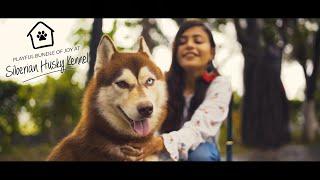 Oli Goli | Siberian Husky Kennel in Bangladesh