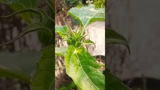 Best flowers in summer  /#gardening #short #sunflower