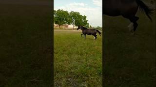 Horse video  Marwadi horse  lovers #shortvideo #horse #horselover #viralvideo #shorts #viralshorts