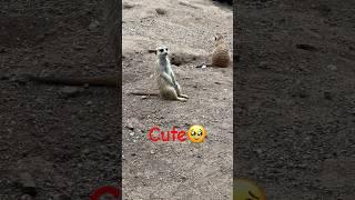 #shorts they are really cute#animals #pet #turkey #cute #iceland #mini #playful