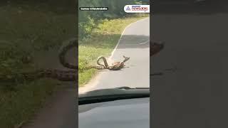 #Viral Man Rescues Deer From Python’s Lethal Grip