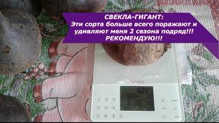 СВЕКЛА-ГИГАНТ: Сорта, которые поразили и удивили своей массой и вкусом!!!