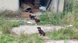 Orphaned puppies line up, they tried to survive in the most unimaginable place