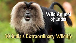  10 India's Extraordinary Wildlife  Wild Animals of India