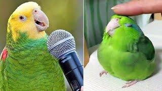 Smart And Funny Parrots Parrot Talking Videos Compilation (2024) - Cute Birds #34