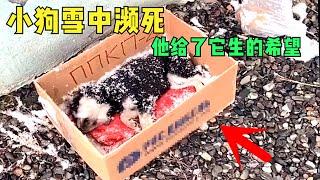 驅車10公里自費救助雪中昏迷小狗，它帶著生的希望活了下來