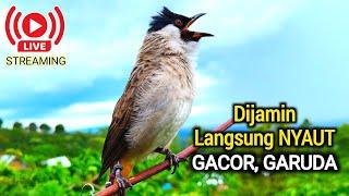 Suara Burung KUTILANG Gacor Top Untuk Masteran Pikat