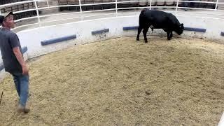 cow sale 4-25-25
