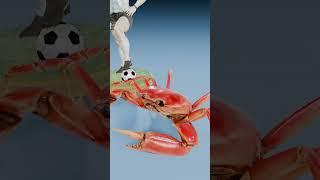 Fiddler Crab vs Mountain Crab