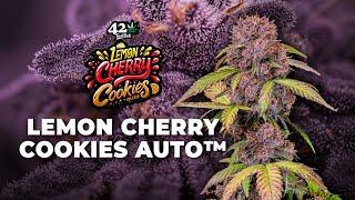 Lemon Cherry Cookies Auto | Strain Review | Fast Buds | Indica