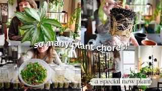  3 days of plant chores  mealybugs, bakeri seedling update, fertilizing, + very root bound repots!