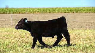 Just Enuff Angus 2017 - Lot 9