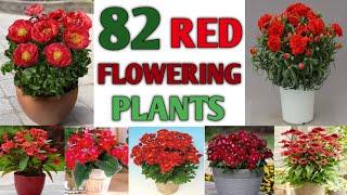 82 Red Flower Plants | Red Flower Plant varieties with Identification | Plant and Planting