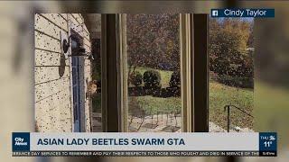 Asian Lady Beetles swarming Ontario