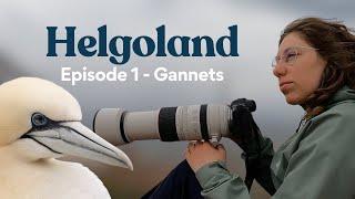 Bird Photography on Helgoland: Northern Gannets