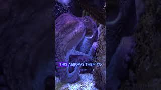 Octopus Secrets: Three Hearts and Blue Blood?  #thrivetips #funfacts  #youtubeshorts