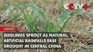 Seedlings Sprout as Natural, Artificial Rainfalls Ease Drought in Central China
