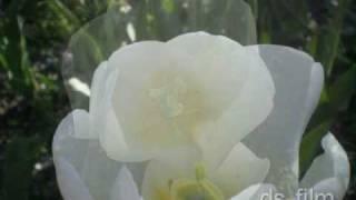 12seconds: White Tulipa