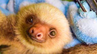 Volunteers Review The Sloth Conservation & Wildlife Experience! | The Great Projects