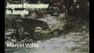 Marcel Volks  - How to Survive a Jaguar Encounter ( Natural Voiceover )