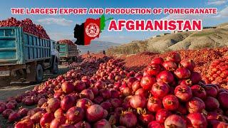 The largest export and production of Afghanistan pomegranate in the world.