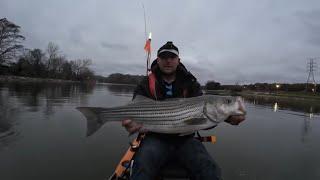 Best day of Striper Fishing in My Life!!! These Fish are Built Different! Tennessee giants!