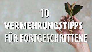 Pflanzenvermehrung für Fortgeschrittene: Meine 10 besten Tipps