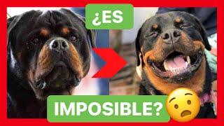 ¿Puedo CAMBIAR el CARÁCTER de mi PERRO?  ► ¿O ES IMPOSIBLE? ️ [MIRA ESTO ]