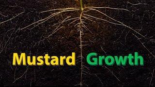 Mustard Growth - Time Lapse